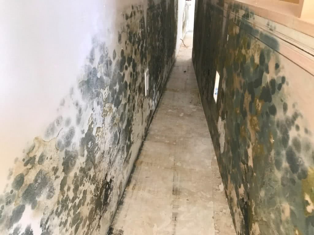 Mold removal