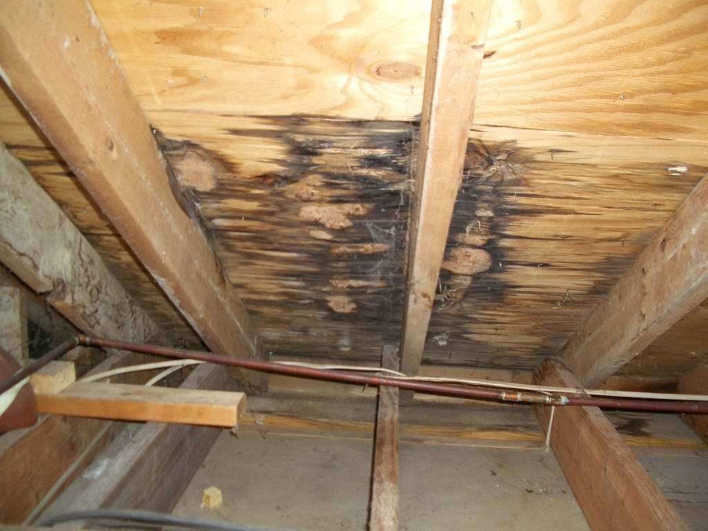 Mold removal